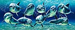 Dolphin Pod Photo