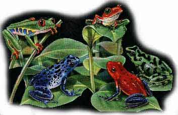 five frogs wooden puzzle
