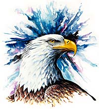 American Bald Eagle Head