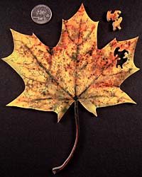 maple leaf puzzles